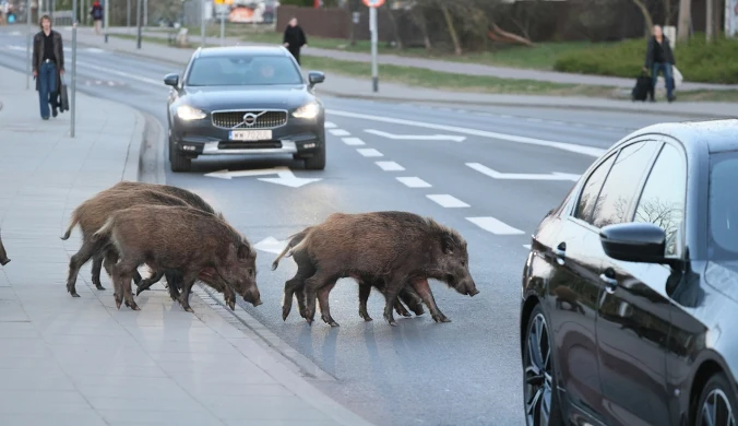 Dziki coraz częściej pojawiają się w polskich miastach. Eksperci: Będą wracać