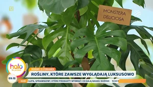 Rośliny, które wyglądają luksusowo. Jak je wyeksponować?