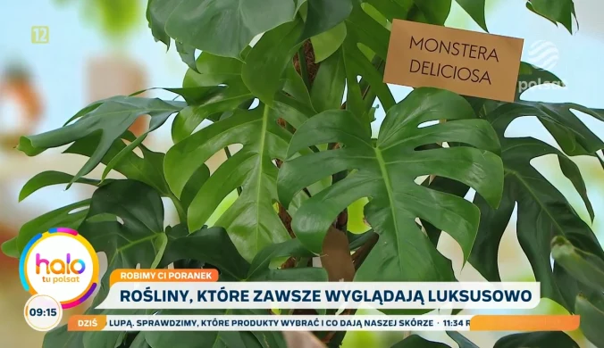 Rośliny, które wyglądają luksusowo. Jak je wyeksponować?
