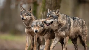 Wilki wróciły do wielu państw zwłaszcza zachodniej części Europy