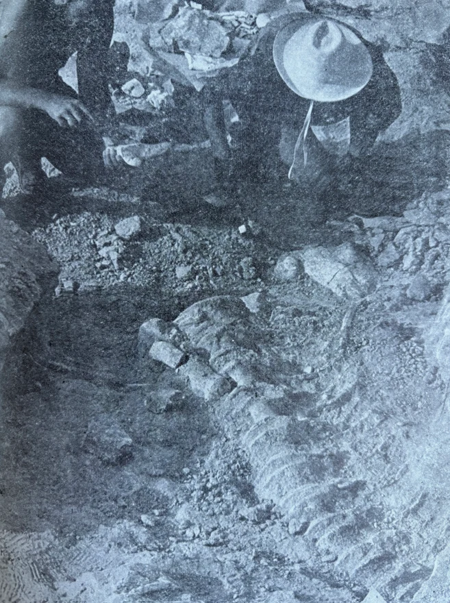 Prace paleontologiczne polskiej ekspedycji na pustyni Gobi. Lata 60. Szkielet prehistorycznego zwierzęcia częściowo odkryty w ziemi, dwie osoby w kapeluszach pracujące nad wykopaliską.
