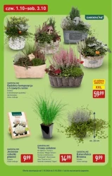 Ceny lecą w dół od poniedziałku - Aldi