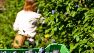 Podlasie zbiera śliwki węgierki najpóźniej. Od czego to zależy?