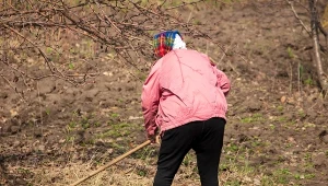 Październik to idealny czas na sadzenie. Kwiaty umilają pierwsze dni wiosny