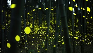 Świetliki są czymś więcej niż pięknym elementem nocnego krajobrazu