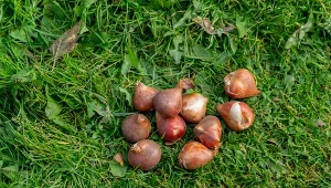 Tulipany przyjmują się i kwitną co do jednego. Prosty, ale genialny trik
