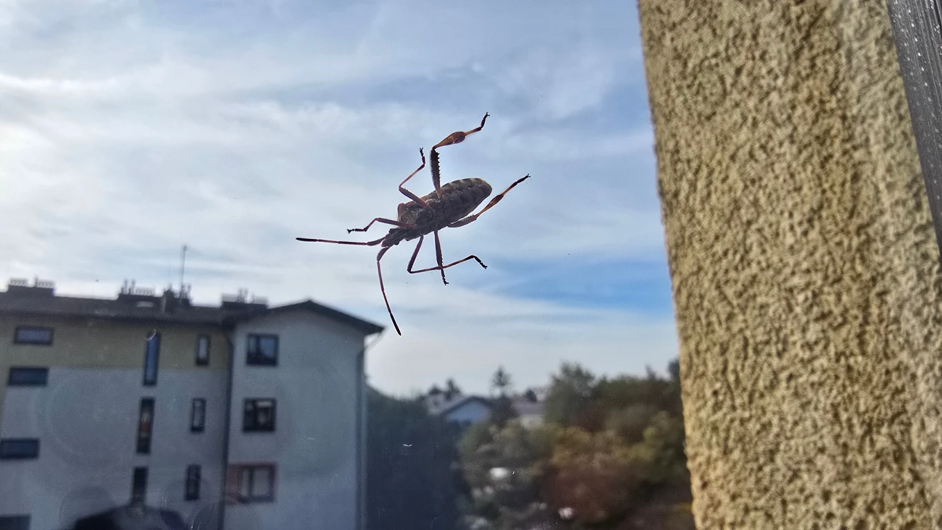 Wtyk amerykański pojawia się jesienią w domach. Jest to gatunek inwazyjny, ale nie stanowi zagrożenia dla człowieka Wtyk amerykański z długimi odnóżami przylegający do szyby na tle rozmytej miejskiej zabudowy i jasnego nieba.