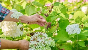 Jak łatwo rozmnożyć hortensję? Te dwie metody dają najwięcej nowych krzewów