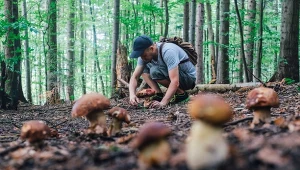 Tutaj dorodne grzyby kuszą. Mogą być nafaszerowane trującymi substancjami