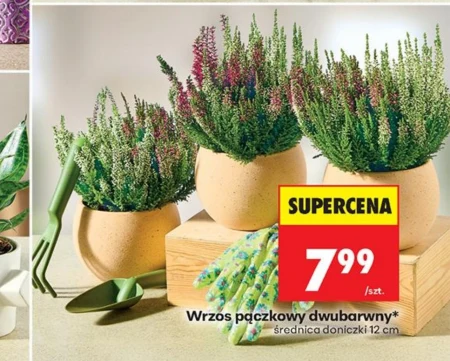 Хізер