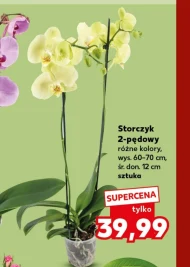 Storczyk