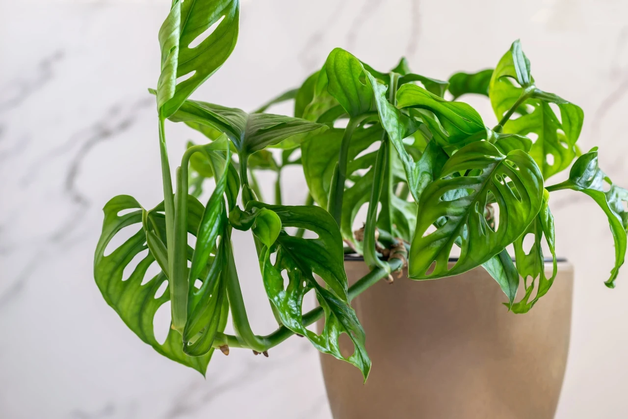 Monstera adansonii nazywana "monkey mask" Zielona monstera adansonii w beżowej doniczce, charakterystyczna dzięki podłużnym liściom z naturalnymi dziurami.