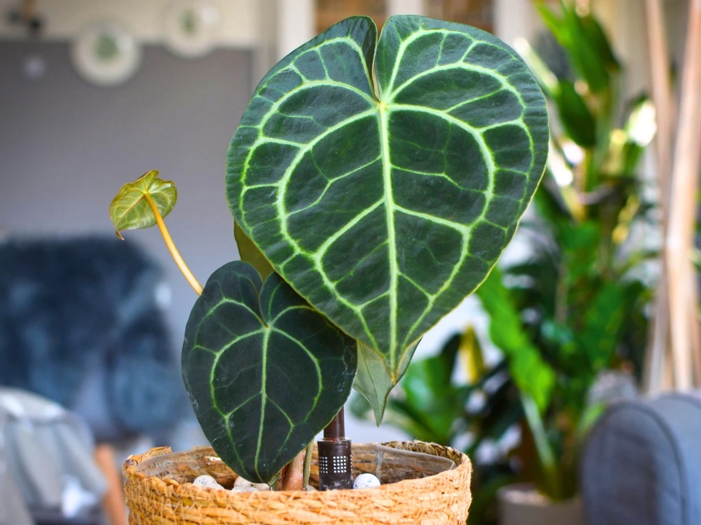 Anthurium clarinervium zachwyca białym unerwieniem sercowatych liści. Jak pielęgnować roślinę? Duże, sercowate liście Anthurium clarinervium o ciemnozielonej barwie i wyraźnych, jasnych żyłkach, osadzone w jasnej, plecionej donicy.