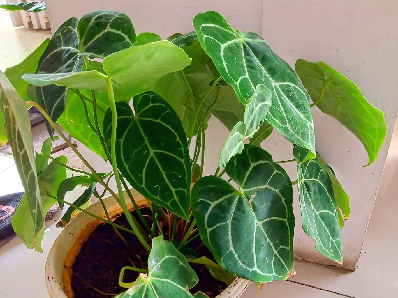Anthurium clarinervium najlepiej rośnie w miejscach z dużą ilością rozproszonego światła. Anthurium clarinervium z dużymi, sercowatymi liśćmi o wyraźnie zaznaczonych białych żyłkach, ustawiona w jasnym miejscu na podłodze obok białej ściany.