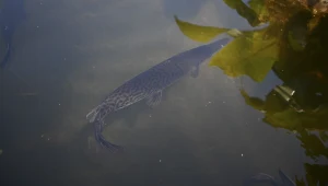 Ryba Atractosteus tropicus to żywa skamielina. W wodzie może przypominać krokodyla