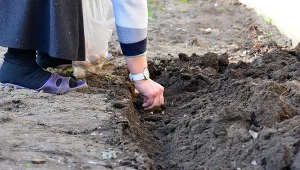 Szybko wysiej przed czosnkiem. To najlepszy sposób na gigantyczne główki