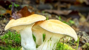 Pomijany, a bardzo wartościowy grzyb. Kolczak obłączasty zasługuje na uwagę