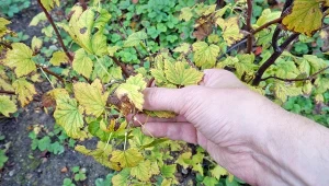 Zawsze sypię pod porzeczki przed zimą. Owoców jest więcej z roku na rok