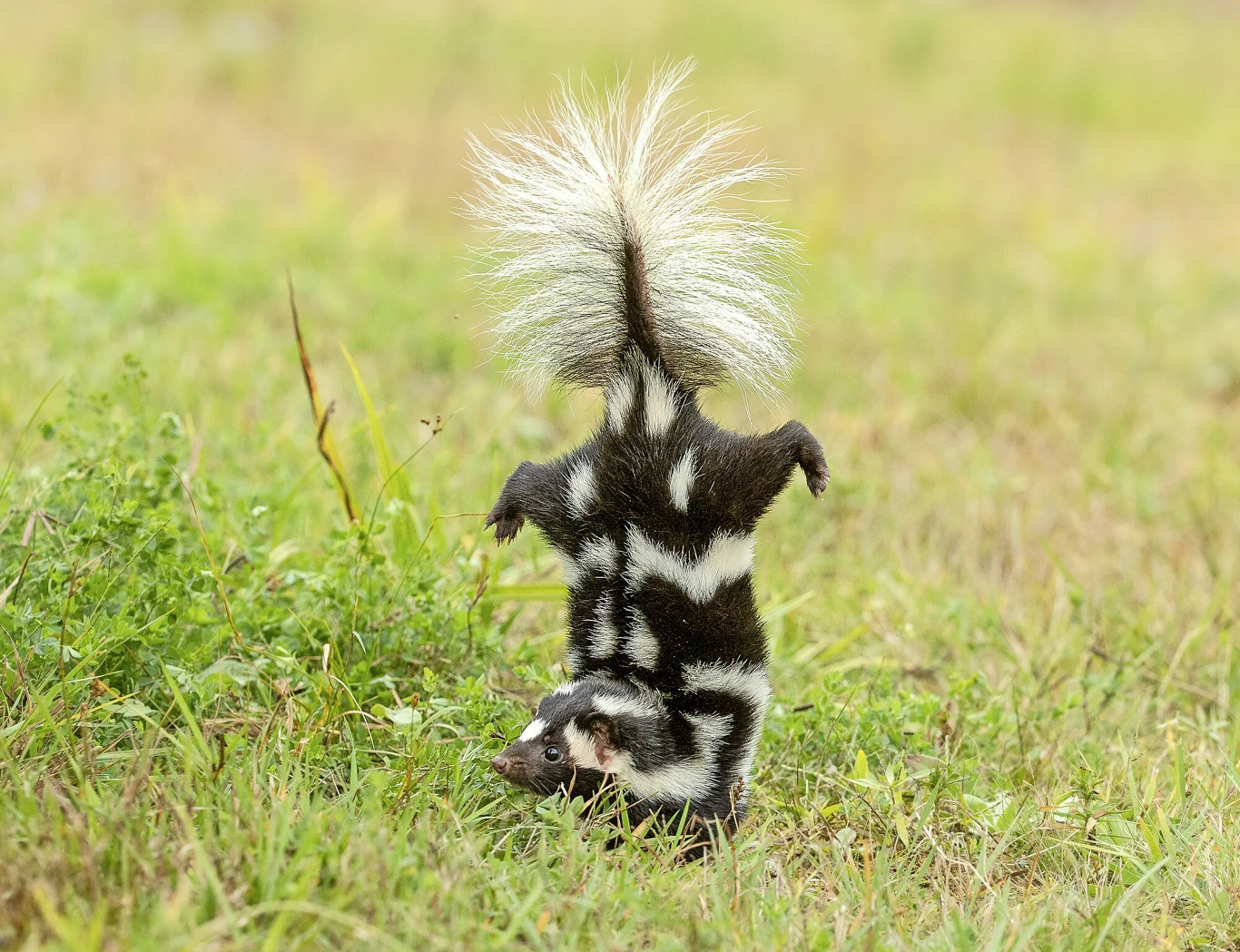 Skunks pręgowany stojący na przednich łapach z uniesionym puszystym ogonem na tle trawiastej łąki.