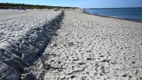 Szeroka, piaszczysta plaża z pasem suchych wodorostów biegnącym równolegle do linii brzegowej oraz samotną linią wydmy po lewej stronie, w tle widoczne morze i fragment zalesionego wybrzeża.