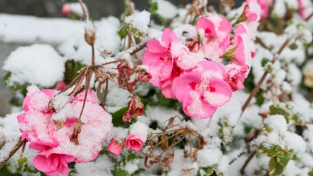 Pelargonie nie są roślinami jednorocznymi. Sprawdź, jak powinno wyglądać ich zimowanie.