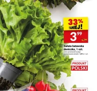 Sałata Polski
