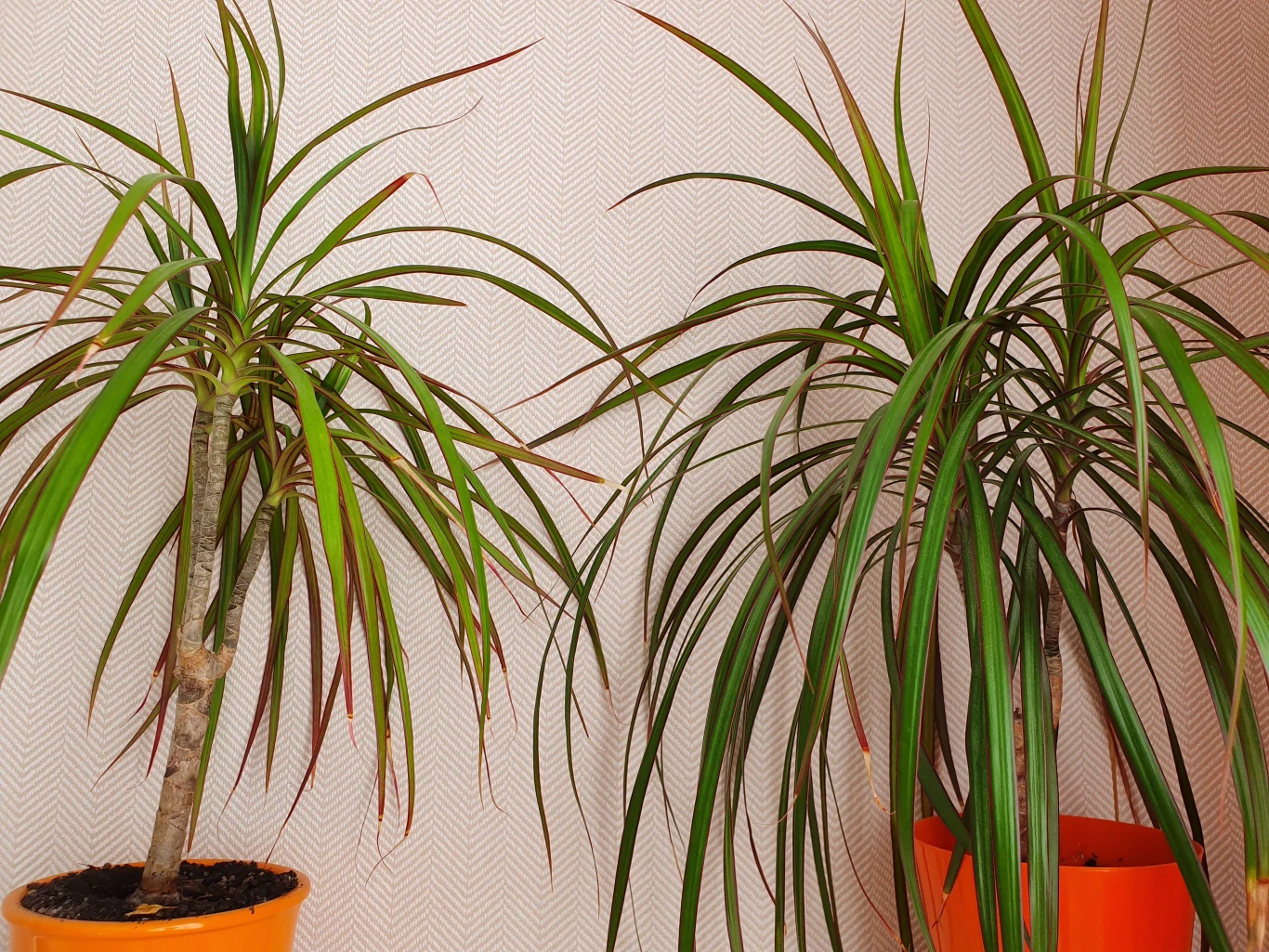 Dracena to popularna roślina doniczkowa. Co zrobić, gdy jej liście schną i opadają? Dwie doniczkowe draceny o długich, wąskich, zielonych liściach rosną w pomarańczowych doniczkach.