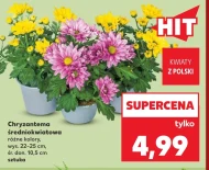 Хризантема Hit