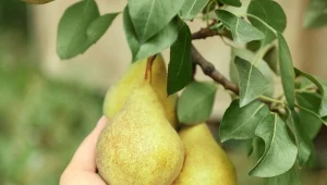 Przechowuj gruszki jak sadownicy. Będą twarde i soczyste do marca