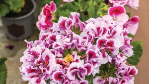 Zaskakujący sposób na zimowanie pelargonii. Potrzebujesz tylko kartonu