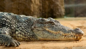Wygenerował krokodyla przez AI, wywołał alarm. Teraz grozi mu więzienie