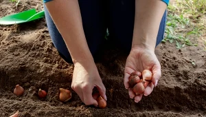 Do 30 października możesz śmiało sadzić. Wiosną przywita cię feeria kolorów