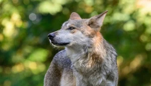 Po prawie stu latach nieobecności wilki powróciły do Kalifornii. W całym stanie zostały wytępione