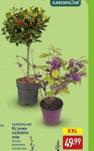 Krzew Gardenline