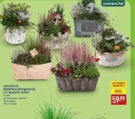 Kompozycja roślinna Gardenline