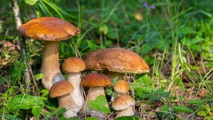 Tylko najlepsi grzybiarze znają te miejsca w lesie. Tam kryją się grzyby