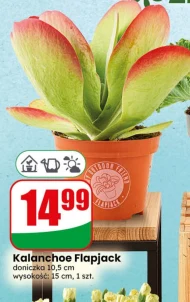 Kalanchoe