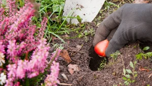 Posadź w ten sposób cebulki. Wiosną zachwytom nie będzie końca