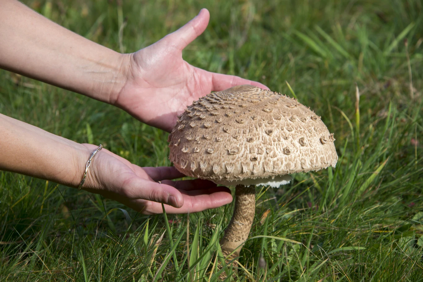 Czubajki kanie to jedne z bardziej popularnych grzybów. Przepis na puder nie wszyscy znają Duży, brązowy grzyb o charakterystycznie łuskowatym kapeluszu wyrastający z trawy, otoczony dłońmi z delikatnie rozsuniętymi palcami.