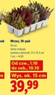 Wrzos Ok.