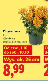 Chryzantema Ok.