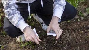 Siej od 1 października. Wiosną ruszą szybciej po dobrym ukorzenieniu