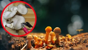 Grzyby mówią do nas przez sztukę? Pierwsza taka wystawa na świecie