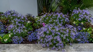 Lepsza niż lobelia. Nie dość, że kwitnie do mrozów, to jeszcze pachnie