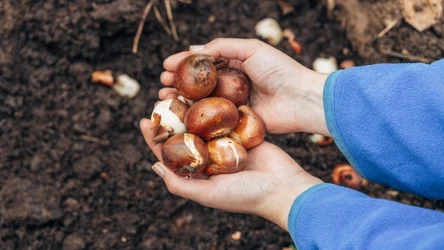 Jesienią sadzimy tulipany zarówno do gruntu jak i donic