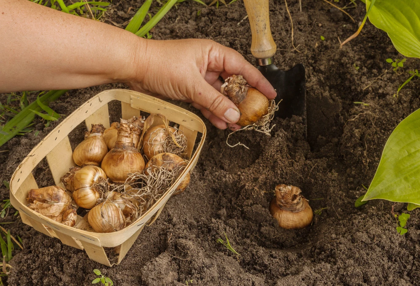 Ręka sadząca cebulki kwiatowe do przygotowanego otworu w ogrodowej glebie, obok koszyk wypełniony cebulkami oraz mała łopatka ogrodowa.
