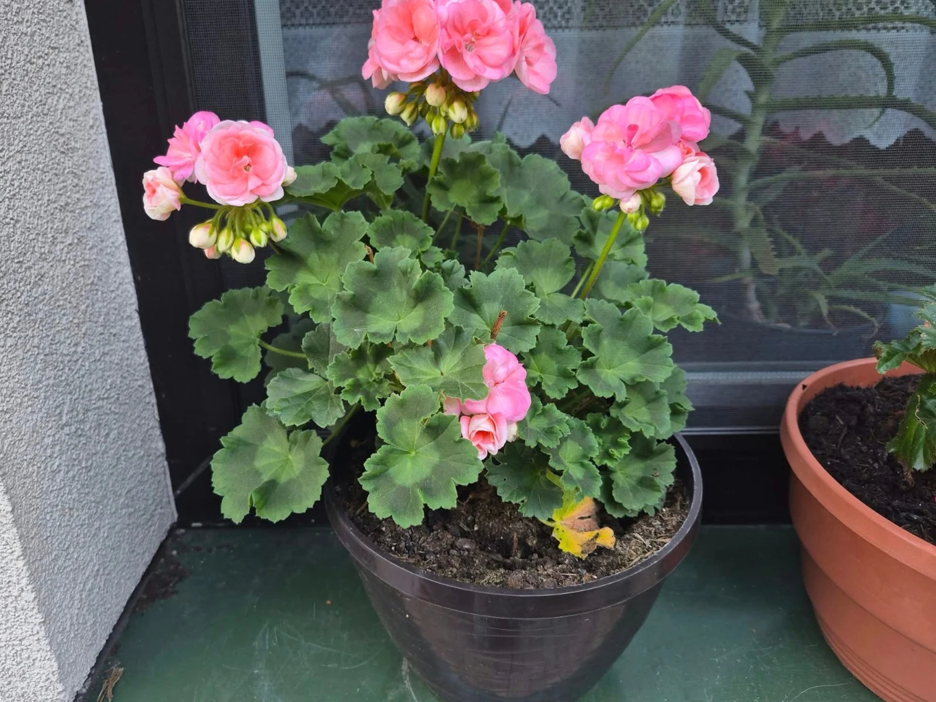 Pelargonie z parapetu warto zabrać do domu, zanim nadejdą pierwsze przymrozki. Pelargonie w donice na parapecie