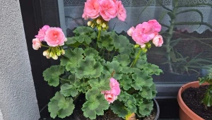 Pelargonie przezimują w idealnym stanie. Nie potrzebujesz piwnicy