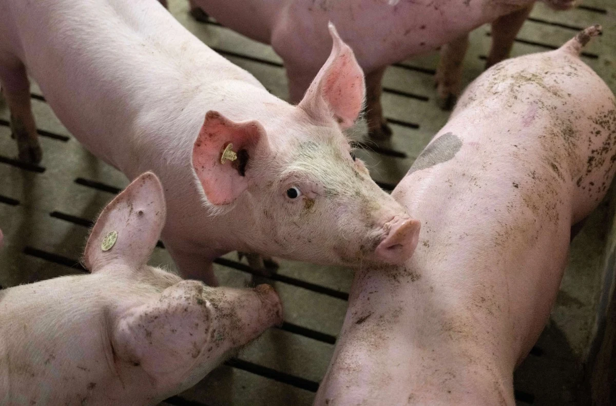 Unia Europejska przygotowuje się do stopniowego odchodzenia od chowu klatkowego, lecz termin ten jest przekładany Grupa młodych świń z kolczykami na uszach stojąca na rusztowanej podłodze w chlewni.