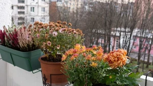 Balkon nie musi być szary jesienią i zimą. Posadź te rośliny w donicach